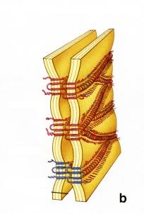 ja desmosomit (macula adherens). Tämän lisäksi epiteelisolujen välillä voi olla myös aukkoliitoksia (gap junction, nexus).