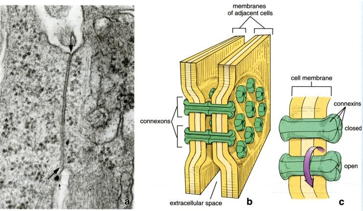 asettuneista kuudesta connexin molekyyleistä. Yhden solun alayksikkö liittyy identtiseen naapurisolun yksikköön, jolloin syntyy yhteysputki naapurusten sytoplasmojen välille.