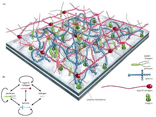 alustaansa hemidesmosomeilla. Kummassakin integriinit ovat solukalvoa lävistävinä kiinnittymismolekyyleinä.