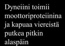 Näin on varsinkin soluissa, joissa aktiivisilla kalvopumpuilla siirretään suuria määriä nesteitä puolelta toiselle kuten munuaisen tiehytsoluissa tai sappirakon epiteelissä. 6.