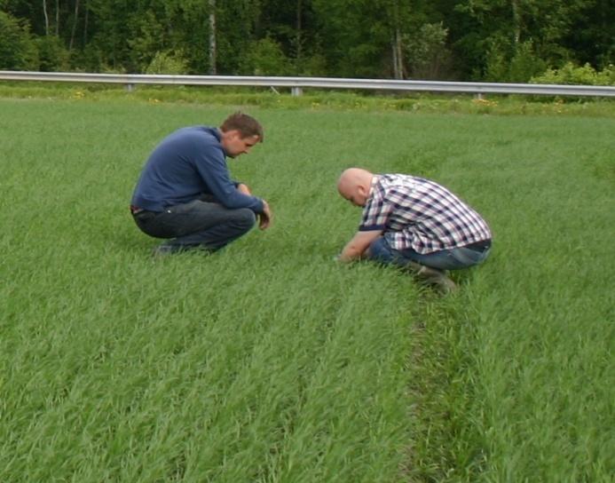 vaikutuksesta satoon ja sen laatuun ± käsittely Kasvitaudit ja rikkakasvit havainnoitiin kolmesti kasvukauden aikana