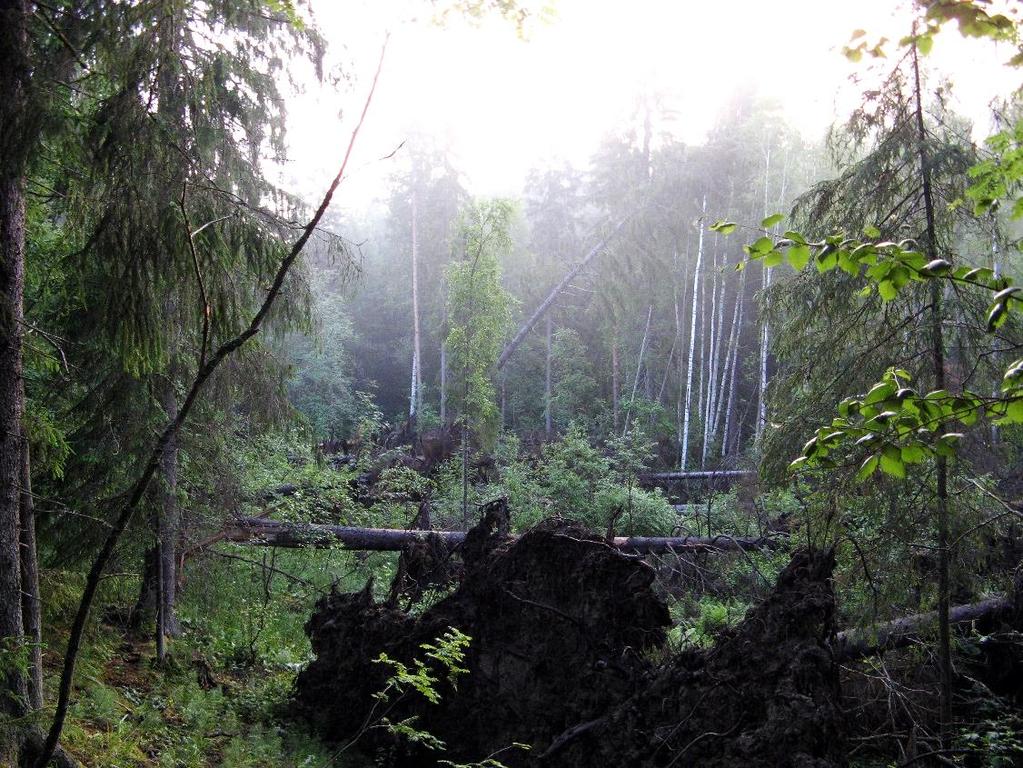 Kuva 6. Myrskyn kaatama aukea Palojen varrella. 5 LIITO-ORAVA JA VIITASAMMAKKO Selvitysalueelta ei löydetty merkkejä liito-oravan esiintymisestä.