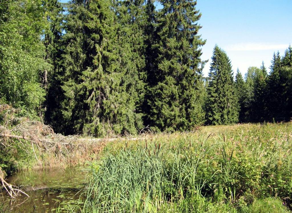 Osa-alue 5 Selvitysalueen itäreunassa oleva Palojoki virtaa syvässä ja melko leveässä laaksossa. Jokilaakson yli kulkee sähkölinja.