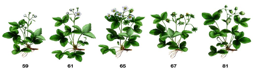 LEBOSOLCALCIUM-FORTESC KÄYTTÖ MANSIKALLA Kukinnasta sadonkorjuuseen 3 kertaa5 l/ha ja 300-500 l vettä/ha 1 2 3 Tankkiseokset: Switchtai Topasovat OK, Scala tai