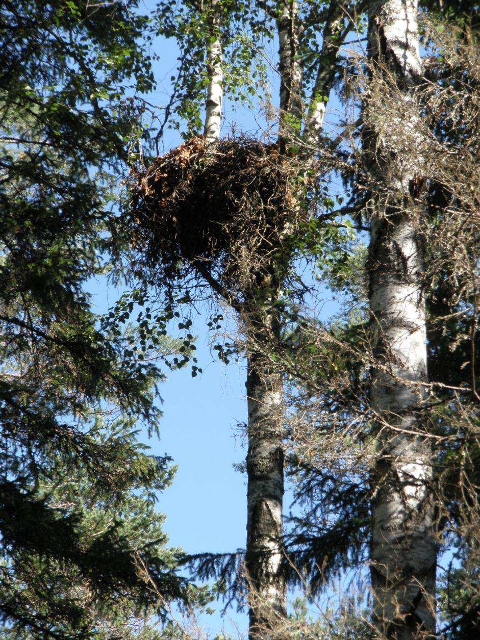 18 aukot ovat mieluisia saalistusalueita, mutta pesäpaikoiksi ne eivät sovellu. (Génsbøl, Koskimies, & Bertel 1995, 43 46.