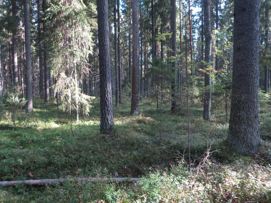 FCG SUUNNITTELU JA TEKNIIKKA OY Raportti 7 (16) 16.4.2015 3.2 Maisema Mikkelin länsiosa kuuluu Järvi-Suomen Lounais-Savon järviseutuun. Selvitysalue on varsin tasainen metsäalue.
