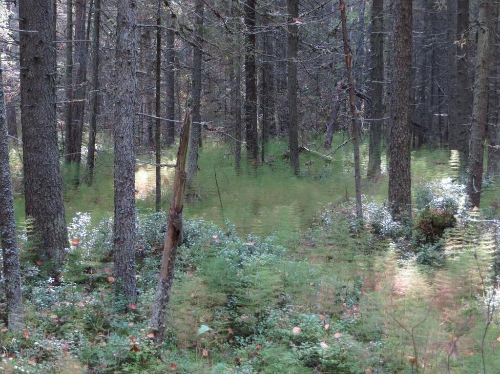 FCG SUUNNITTELU JA TEKNIIKKA OY Raportti 12 (16) 16.4.2015 3.7 Luonnon monimuotoisuus 3.7.1 Uhanalaiset ja silmälläpidettävät luontotyypit Alueella uhanalaisimmat luontotyypit ovat metsäkorte-, kangas- ja ruohokorpi.