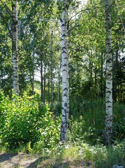 LUONNONHOITO 4.2 Luonnonhoidon päätavoitteet Luonnonhoitosuunnitelma laaditaan Helsingin kaupungin luonnonhoidon linjauksen mukaisesti.