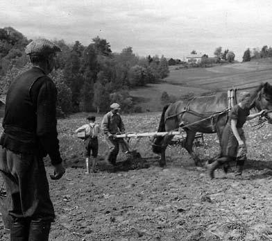 Äiti kävi kaivamassa perunaa lumikinoksen alta pitkin talvea. Toivo laski mäkeä äidin kaivaessa perunaa, lumipaakut olivat hänelle tankkiesteitä.