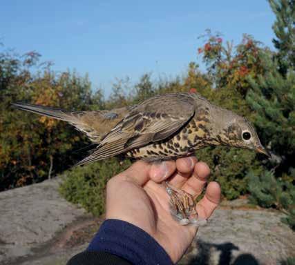 Laulurastas Turdus philomelos (15.8. ) on 1 245 yksilöllä rengastetuista rastaista runsaslukuisin. Iälleen määritetyistä linnuista peräti 94 % oli nuoria.