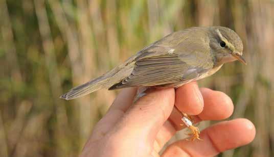 Tiltaltti Phylloscopus collybita (15.8. ) oli Haliaksella kohtuullisen runsas rengastuslaji. Yhteensä 1 311 yksilöä on saanut renkaan mukaan muuttomatkalle.