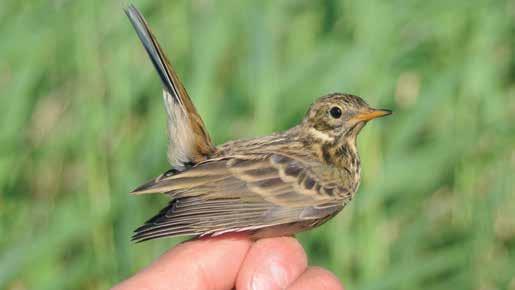 Metsäkirvisiä Anthus trivialis saatiin verkoista lähes tuhat yksilöä. Nuorten lintujen osuus oli 98 % iälleen määritetyistä.