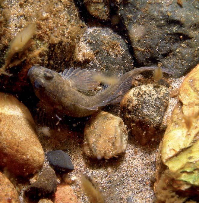 Hankkeessa tehdään vedenalaisia kartoituksia seitsemällä Suomen rannikolla sijaitsevalla NATURA 2000 -suojelualueella ja niiden lähialueilla.