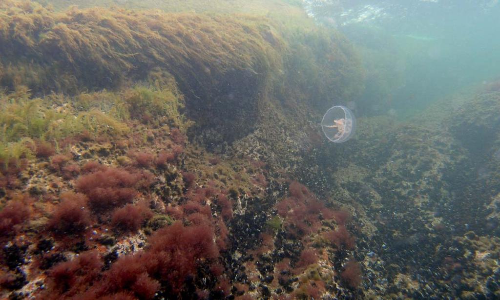 Vedenalaiset kartoitukset Saaristomerellä Saaristomeren kansallispuisto sijaitsee suurimmaksi osaksi ulkosaaristossa.