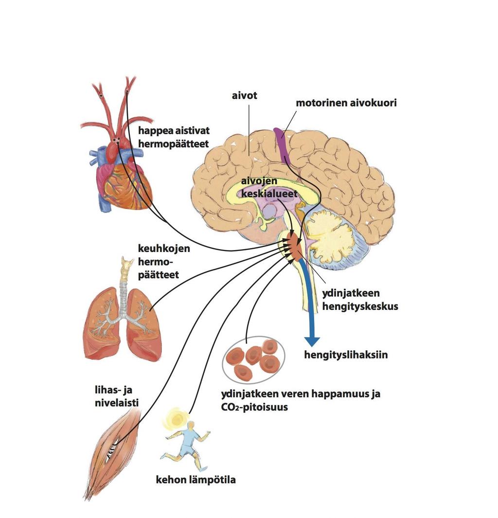 Hengityksen säätelyn hermostollisia tekijöitä Kirjassa Sovijärvi A: Miksi