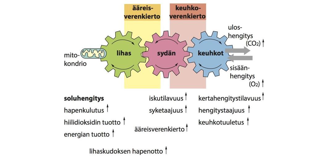 Hapenoton rattaat rasituksessa O2 Kirjassa Sovijärvi A: Miksi hengästyn, Duodecim,2017