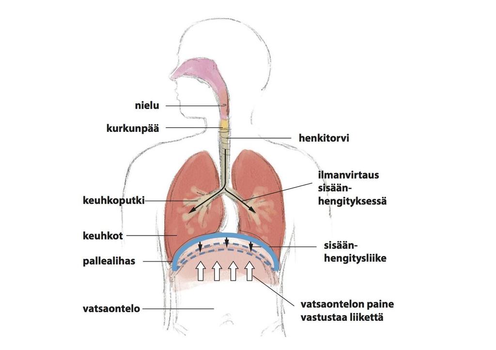 Vyötärölihavuus vaikeuttaa pallean toimintaa ja keuhkojen tuuletusta;