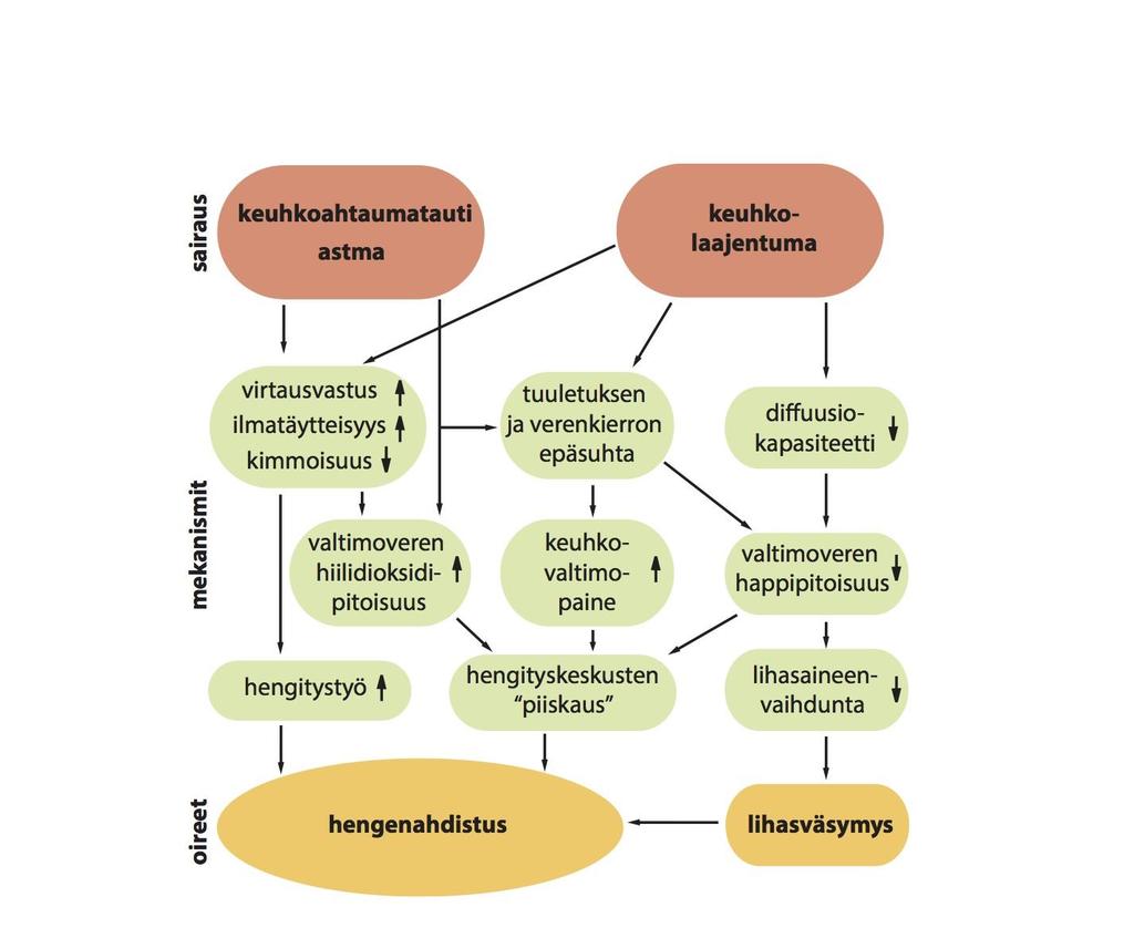 Hengenahdistuksen mekanismit COPD:ssä, astmassa ja