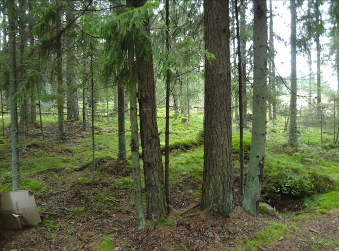 Jääkauden muodostama kallioperän rikkonaisuus näkyy rannikolla koillinen-lounas suuntaisina kapeina lahtina