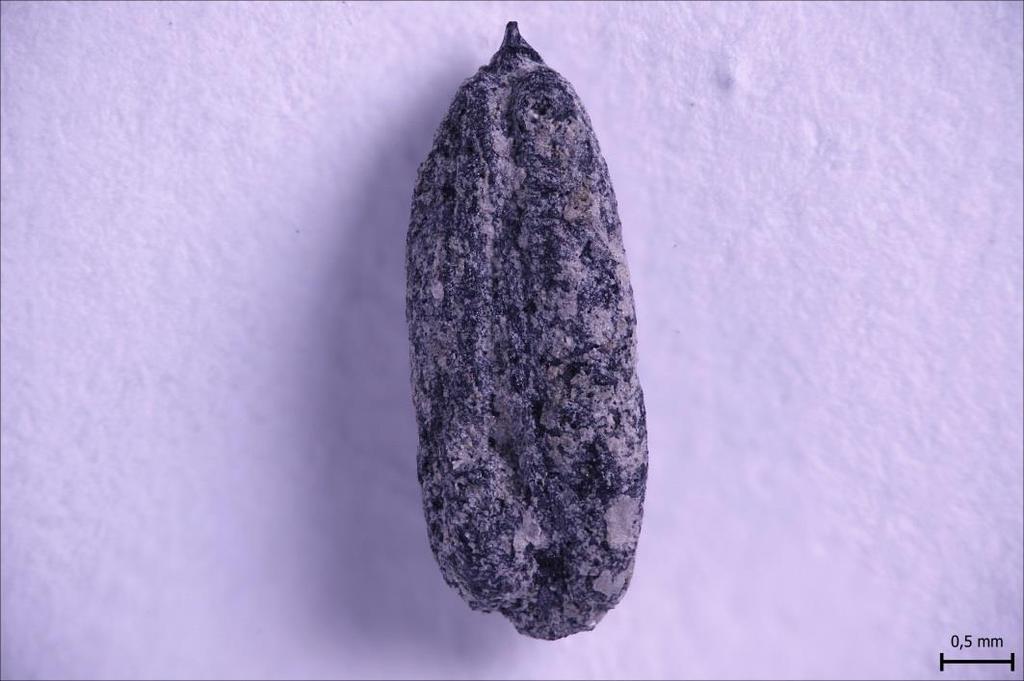 PIRKKALA PIRKKALANKYLÄ (BIRCALA)