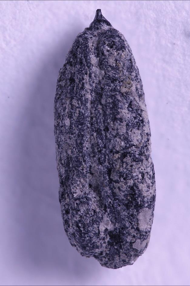 kasvijäänne.
