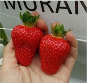 MURANO pieni frigo-taimi Marja on muodoltaan suippo, kartiomainen. Erinomainen marjakoko säilyi läpi satokauden.