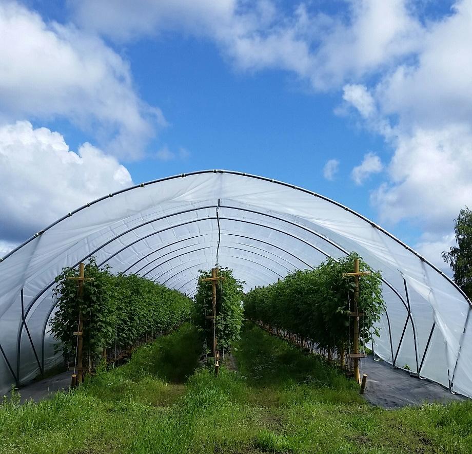 Satotaso kasvaa Realistinen tavoite 25000. kg /ha vadelmaa 25.000 kg /ha mansikkaa 40-50.000 kg kahdessa sadossa. Sadonkorjuu tehostuu ja kustannus alenee poimintamäärien kasvaessa.