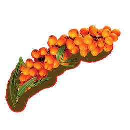 vapaita Porkkanaöljy - LUOMU happiradikaaleja vastaan ja antavat iholle tervettä hehkua.