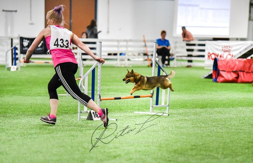 Agilitykisaaja mini3- ja maksi3- luokissa Entinen