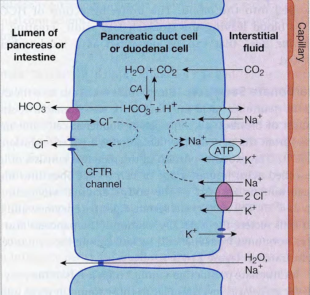 BIKARBONAATIN ERITYS EKSTRALOBULAARISISTA TIEHYTSOLUISTA acidic tide