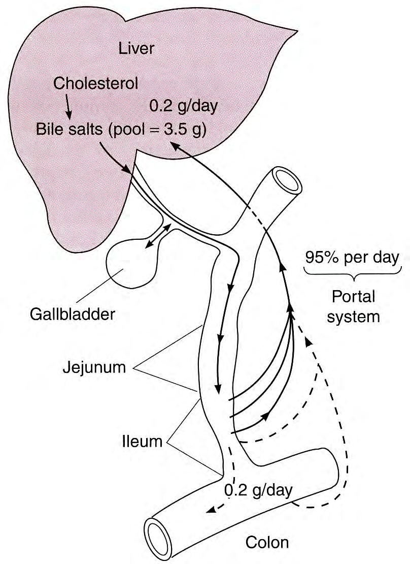 ENTEROHEPAATTINEN KIERTO Pumppumekanismin muodostaa sappirakko 95% sappisuoloista imeytyy takaisin ileumista kulkeutuvat porttilaskimoa pitkin takaisin