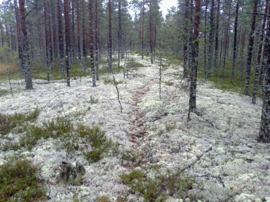 sähkölinjan alla. Kuva 8-2.