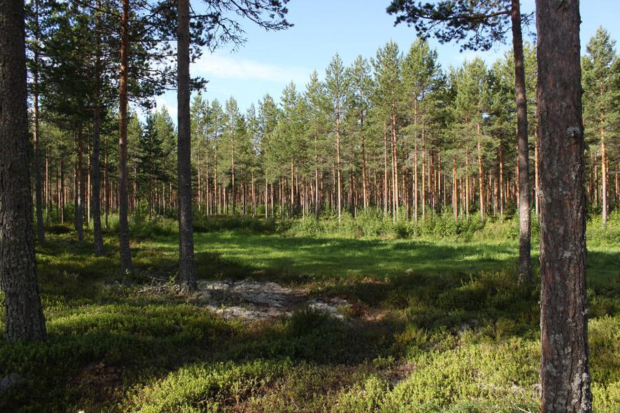 Kuva 3-17 Voimalan 3 lähellä oleva riistapelto. Voimala 8 (VE 1, 2 ja 3) Kasvillisuustyyppi voimalapaikalla on varputurvekangasta, jossa pääpuulajina on kasvatusikäinen mänty.