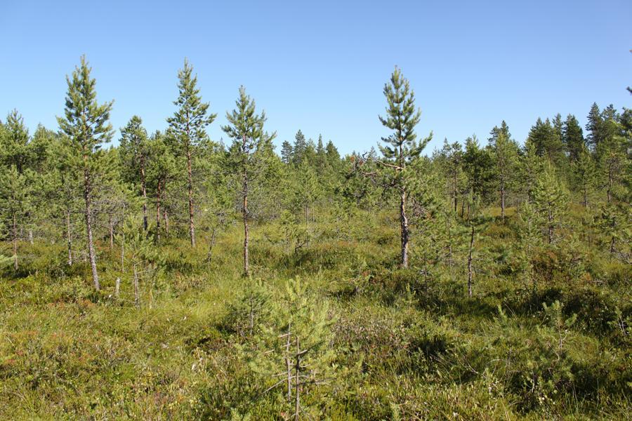 alikasvoksena. Kenttäkerroksen valtalajeina ovat puolukka ja kanerva. Voimalapaikalta kaakkoon on kaistale varputurvekangasta. Noin 1 metrin päässä etelässä virtaa Majavaoja.