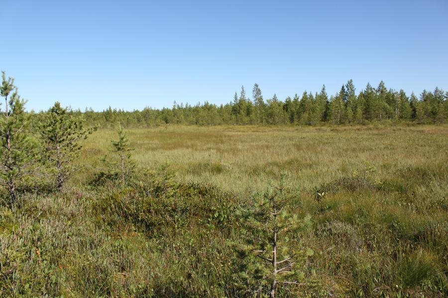 kaistale lyhytkorsikalvakkanevaa. Kyseessä on metsälain 1 mukainen vähäpuustoinen suo, jonka ominaispiirteitä ei saa heikentää. Suolla kasvaa mm. tupasvillaa, tupasluikkaa, raatetta ja saroja.