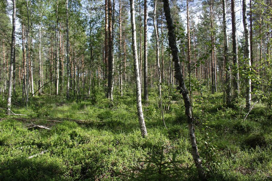 Kasvillisuustyyppi vaihtelee kuivahkonkankaan ja mustikkaturvekankaan välillä.