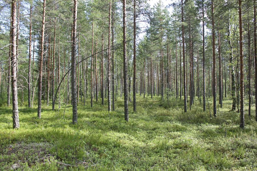 Voimalapaikalla on kasvatusikäistä männikköä. Kasvillisuustyyppi on kuivahkoa kangasta jonka kenttäkerroksessa mm. puolukka, kanerva, variksenmarja.