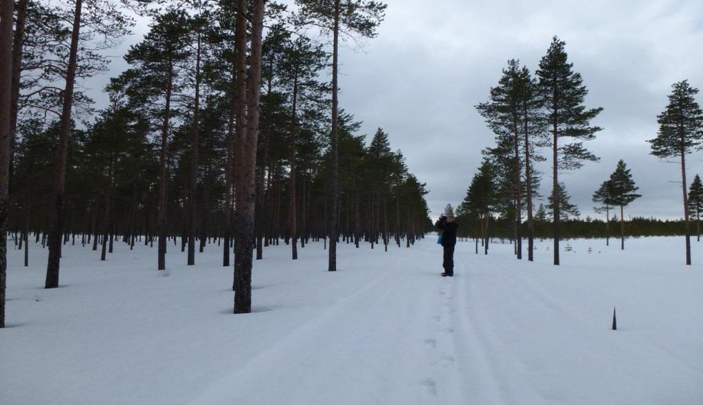 6 LINNUT 6.1 JOHDANTO Linnustoselvitys on tehty Siikajoen Vartinojan laajennuksen ja Siikanevan tuulipuistojen YVA-ohjelmaa varten.