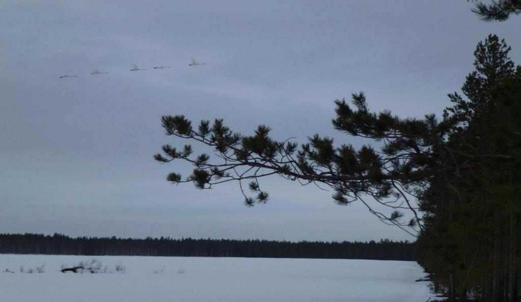 Kevät, joutsenet Syksy, joutsenet Yli Yli Vartinoja Riskikorkeus Vartinoja Riskikorkeus Isoneva Roottorin alapuolella Isoneva Roottorin alapuolella 2 4 6 8 1 2 4 6 8 1 Kuvat 6-31 ja 6-32.