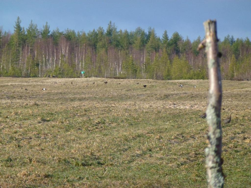 kanalintuhavainnot koskivat teeriä. Suurin osa teeristä havaittiin keväällä soitimella lähellä olevilla pelloilla, tai siirtymässä soidinalueelle tai siltä pois.