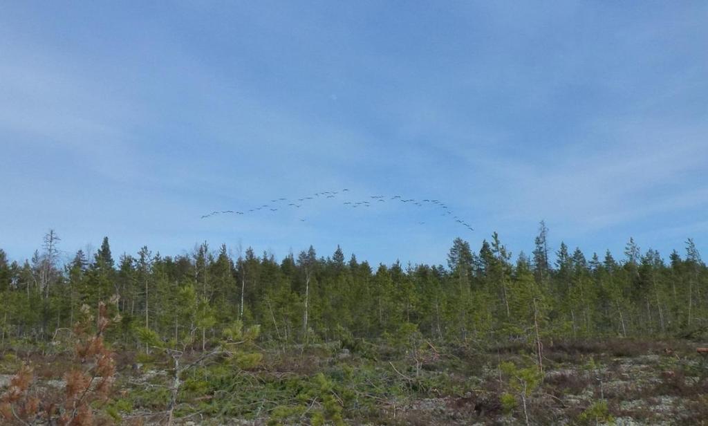 Kuva 6-54. Pahanevalle idän ja kaakon suunnalta yöpymään saapuvat kurjet ottivat havainnoijan kohdalla korkeutta ja pyörivät joitakin minuutteja, kunnes uskalsivat laskeutua Pahanevan länsilaidalle.1.