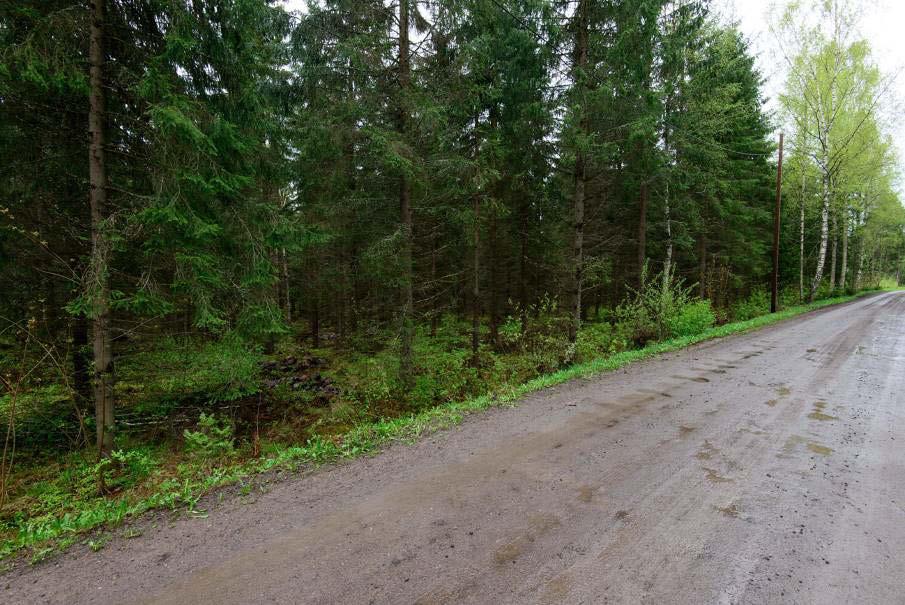 Yleiskuva tieltä tutkimusalueelle hakkuuaukealla.