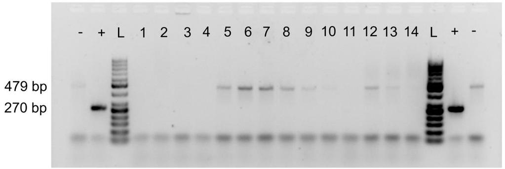 32 6 TULOKSET 6.1 PCR-menetelmät PCR Mycoplasma Test Kit I/C -kitissä sisäisen kontrolli-dna:n aiheuttama bändi ei aina näkynyt näytteissä eikä negatiivisissa kontrolleissa.