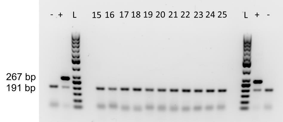 33 KUVA 3. Venor GeM -testin PCR-tuotteet agaroosigeelillä. Geelillä on näytteet 15-25, kokostandardi on merkattu L-kirjaimella ja kontrollit +/-.