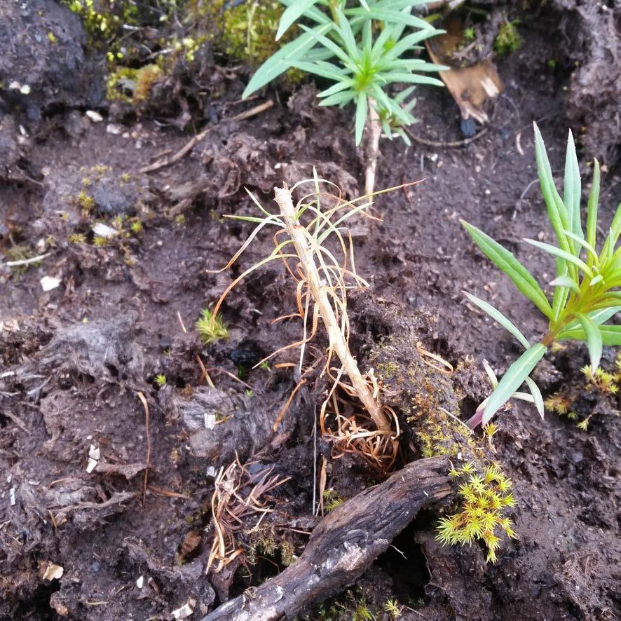 26 KUVA 11. Hirvieläimen katkaisema männyn taimi. Kuva: Lauri Tamminen. 4.7 Kanalinnut Kanalinnut aiheuttavat tuhoja istutusaloilla erityisesti männyllä.