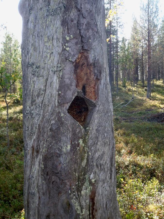 592 rekisterinro: Olotila: Arvotus: 8 Muu suojeluarvo Kohteen suojelu: 2 Ei käytössä