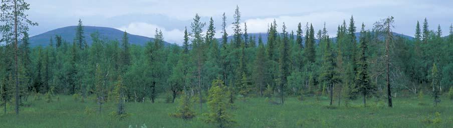 1 METSÄVARAT Suomen metsien puuston tilavuus on 1970-luvun alun jälkeen lisääntynyt 40 prosentilla nykyiseen 2 091 miljoonaan kuutiometriin.