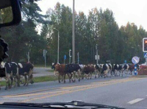 Nautaosiossa tavoite: ELÄINLIIKENTEEN