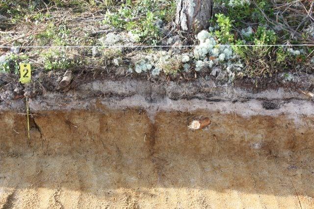 11 3.4. Kaivausmenetelmä ja löytöjen talteenottotapa Ennen kaivausta alueelta poistettiin jonkin verran nuorta mäntytaimikkoa.