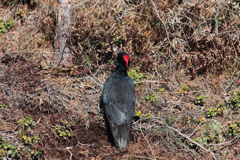 Viirupöllö (Strix uralensis) 1 yksilö Selvityksessä ei kuunneltu pöllöjä lopputalvesta ja myyräkantojen romahdus talvella 2016 2017 aiheutti sen että pöllöhavaintoja tehtiin koko Etelä-Suomessa